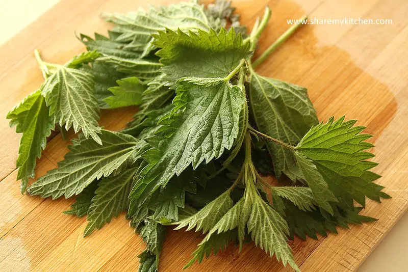 nettle-9298641