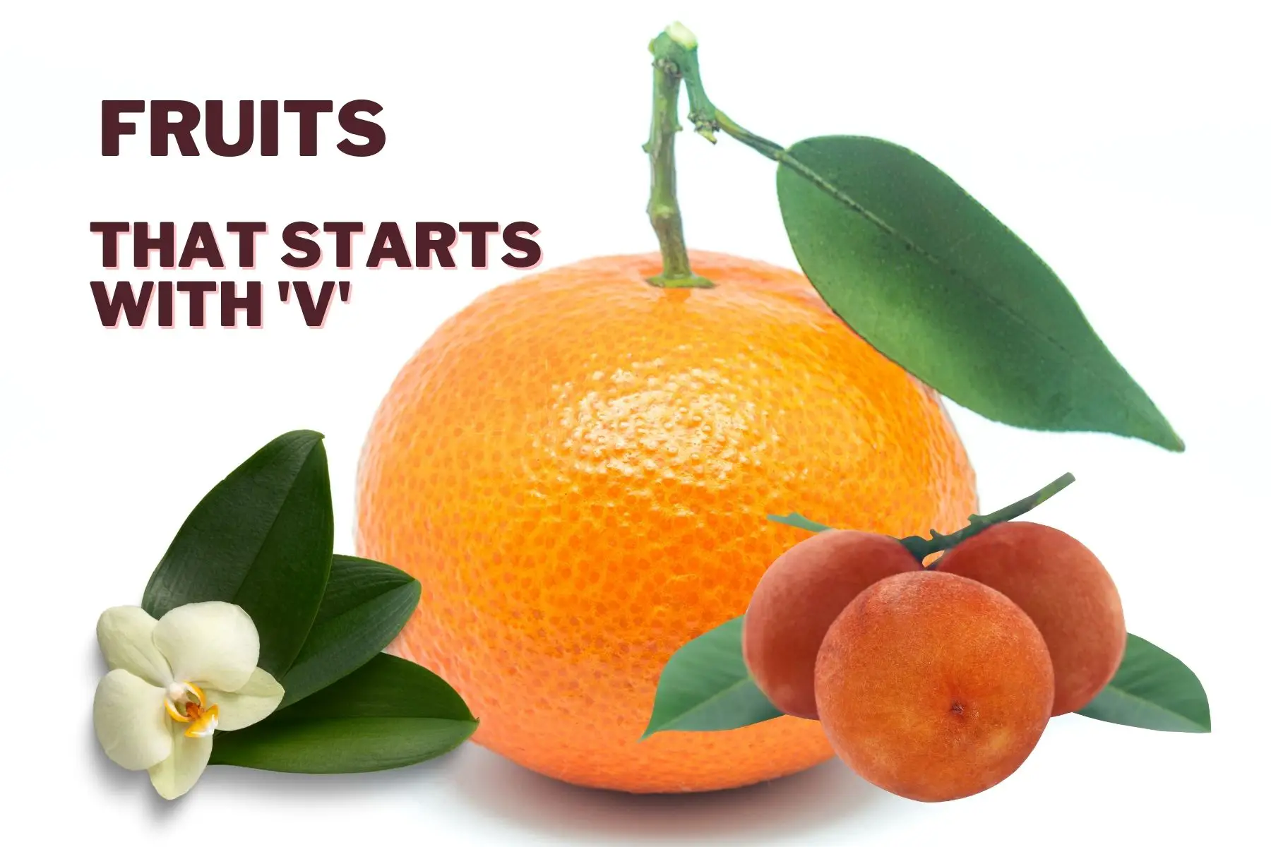 fruits that start with v