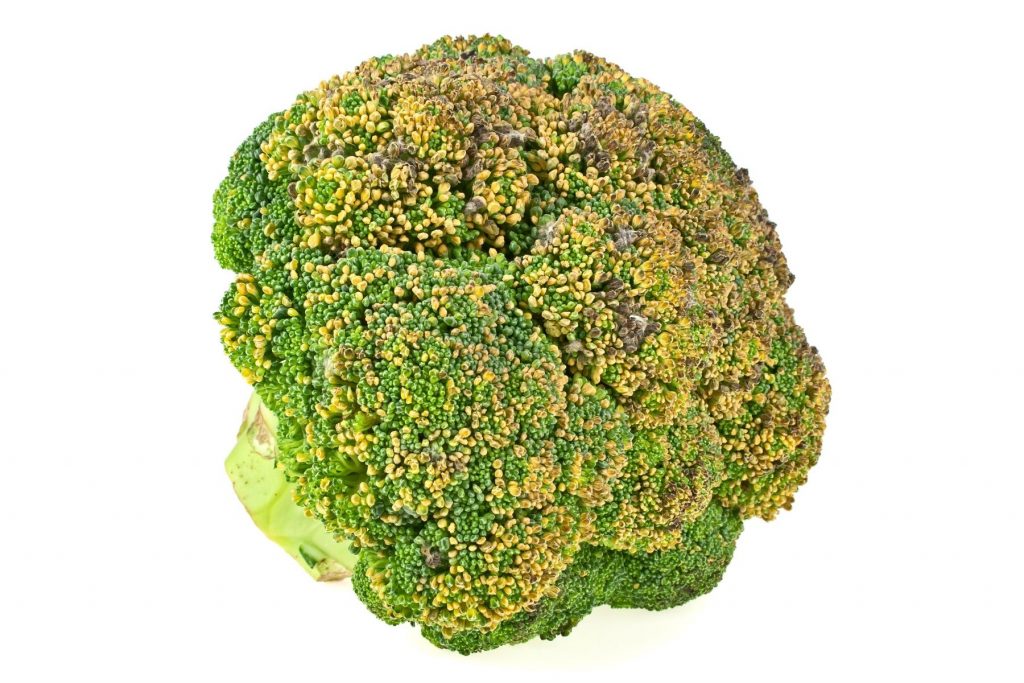 broccoli gone bad